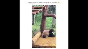 Fanboys Wonders How Pandas Survive in the Wild #funny #panda