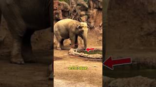 Este elefante saca a una gacela del estanque #animales #elefante