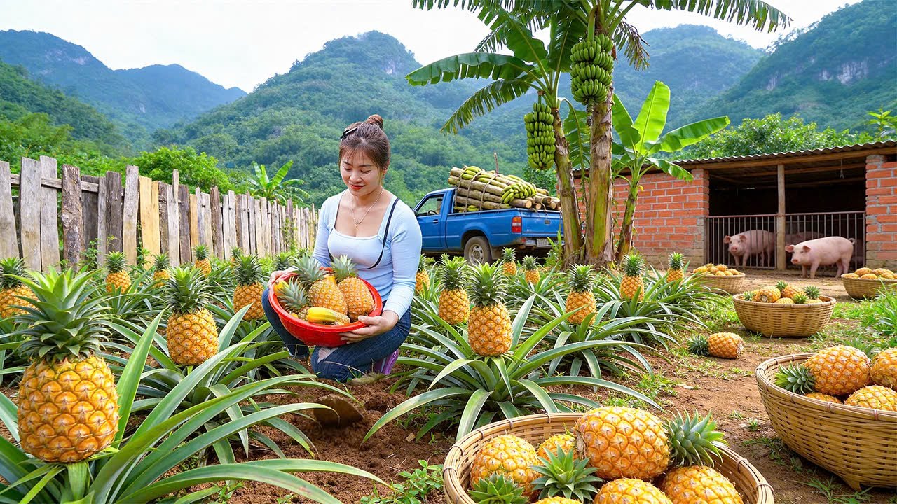 New Year Farm Life | Taking Bananas From Forest For Pigs & Caring Pineapple Garden