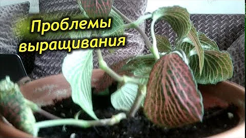 Проблемы выращивания Фиттонии. Как реанимировать погибающее растение.