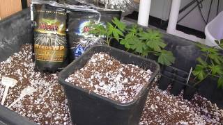 SE-1 The Dank Days of Winter, E-1 Transplanting clones
