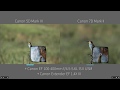 Full Frame vs Crop Sensor - Wildlife Photography