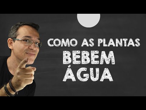 Vídeo: Como as árvores absorvem a água: aprenda como as árvores absorvem a água