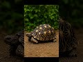 MP में मिला Rare Star Tortoise! आखिर क्यों है इतना खास? #tortoise #news #Pannaindia