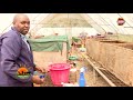 Mkulima Maji Ya Konokono Yatumika Kutengeneza Dawa Ya Kukohoa Na Mafuta Ya Mwili Mkulima Maji Ya Konokono Yatumika Kutengeneza Dawa Ya Kukohoa Na Mafuta Ya Mwili