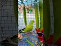 Aaj tu mitthu matar khaega #talkingparot #cutebird #follow #birds #cuteparrot #birdlove #mithhu