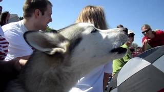 Husky Howling with Parade Sirens