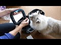 Litter Genie Video: How To and Litter Genie Plus Rebate Petsmart - Floppycats