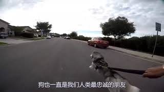 狗狗还有什么冷知识，是我们不知道的呢？#宠物#狗#冷知识#pet#dog