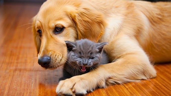 Dog Keeps Hugging Crying Kitten, When The Vet Realizes WHY He Bursts Into  TEARS! - YouTube