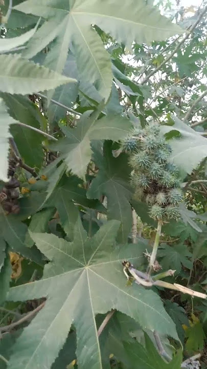 Arandi plant//Castor