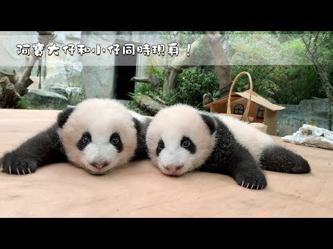 《熊貓早晚安》阿寶大仔和小仔同時現身啦！ | iPanda熊貓頻道