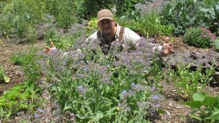 The Borage Chop N' Drop Method | Amazing Food, Mulch & Bee Plant