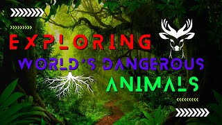 The Most Dangerous Animals From Around The World