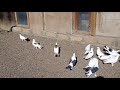 Baki goyercinleri Бакинские голуби 2020 (Mehdiabad)