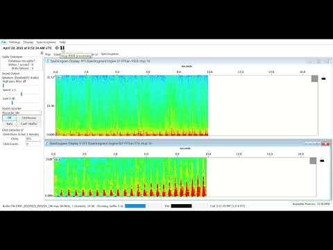Minke pulse train 2022