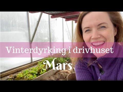 Video: Drivhus-urtehagearbeid – bruk av et drivhus for dyrking av urter