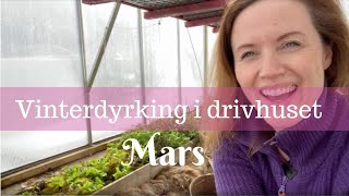 Vinterdyrking i drivhus | Resultat mars