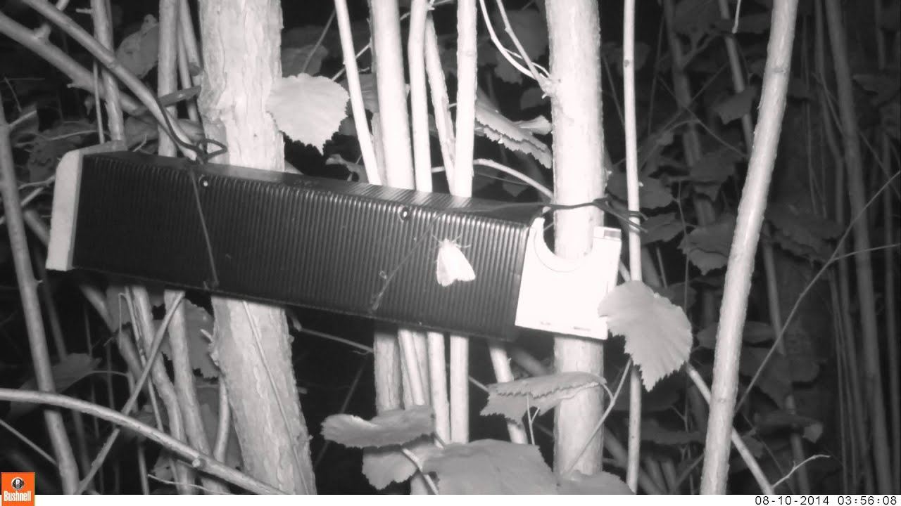 camera iphone 8 plus apk Pygmy Shrew Brampton Wood NR 10Aug2014 Henry Stanier