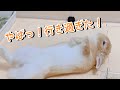 チモシーを食べてくつろぐはずが 寝返りをしすぎて焦るうさぎw