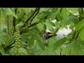 Stieglitz Männchen füttert Weibchen in 4k