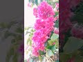 Relaxing the mind❤️/මානසික සුවය අත් විදින්න/#relaxing/#nature/#short.