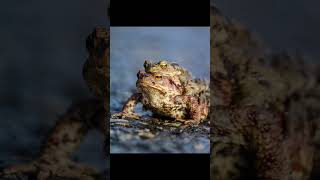 Download Lagu 🐸 perbedaan kodok dengan Katak? #faktahewan #faktaalam MP3