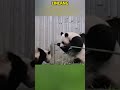 娃不听话,琳琅拿棍子抽 #panda #redpanda夕消 #cute #redpanda夕消 #上野パンダ #animals #cutepanda #funny #pets #搞笑 #萌宠