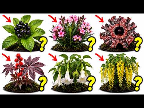 CADA PLANTA VENENOSA QUE PUEDE MATAR EN MINUTOS EXPLICADA