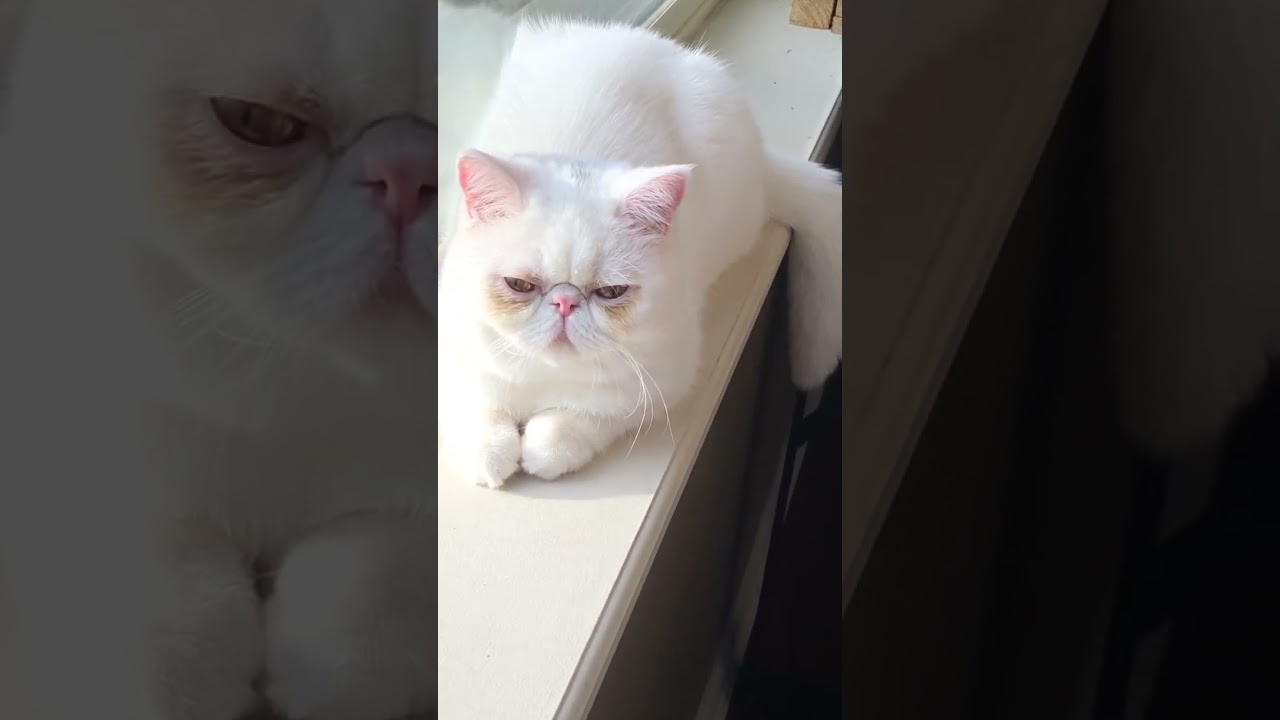 Introducing The Adorable Sweet Non-Stop Purring Machine -- Snowy The Exotic Shorthair
