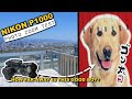 Nikon P1000: Zoom Photography Test - Doggo