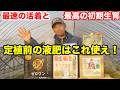【長ネギ栽培】定植前の液肥はこれ使え！圧倒的ロケットスタートで最速活着＆最高の初期生育を実現
