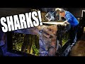 I GOT SHARKS!! Secret fish for 2,000G aquarium  - The king of DIY