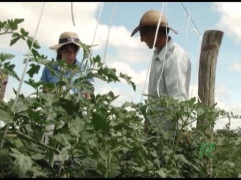 Um dos problemas que atacam a cultura do tomate: Murcha do tomateiro, veja como evitá-la.