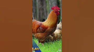 ዶሮ ሲጮህ 
