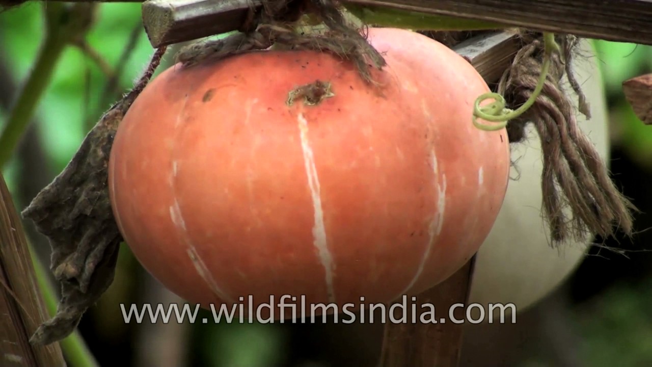 Pumpkin varieties in India