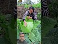 harvesting of big big size cabbage 🥬 #farming #satisfying #freshlypicked #vegetables #food #garden