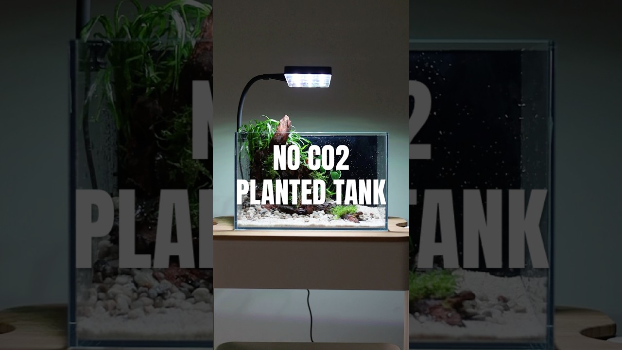 Building a NO CO2 small planted tank 