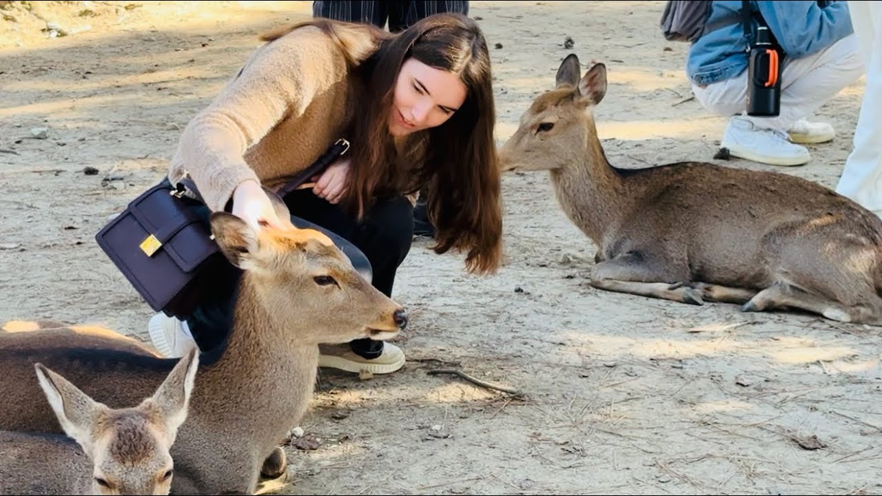 ⭐「日本の奈良公園 – 外国人の女の子が鹿と愛情のひとときを過ごし、座って耳の間を掻きながら愛し合っている」外国人の女の子たちが鹿を見るために奈良公園に来ました