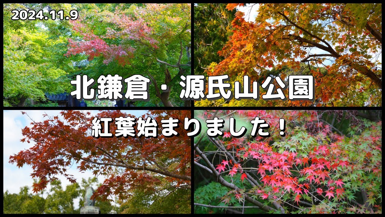 北鎌倉・源氏山公園の紅葉状況｜紅葉は少しだけ始まってます！【2024年11月9日】円覚寺・浄智寺・源氏山公園・長寿寺・建長寺