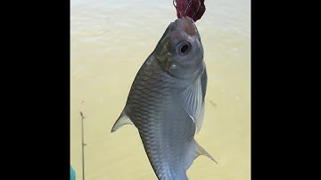 Lên cá liên tục với mồi nhạy. Câu Cá Sông Hậu. Cảng Cái Cui. Cần Thơ. || Fishing Cần Thơ