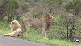 Casper The White Lion And Brothers - Watch Them ROAR!