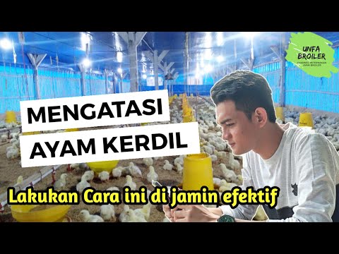 Video: Apa Yang Harus Dilakukan Jika Ayam Pedaging Tumbuh Lambat?