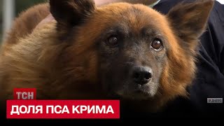 Хозяева погибли от ракеты, а пес Крым плакал на развалинах дома