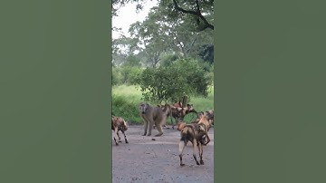 Wild Dogs vs Baboon: The Ultimate Battle #shorts #wildlife