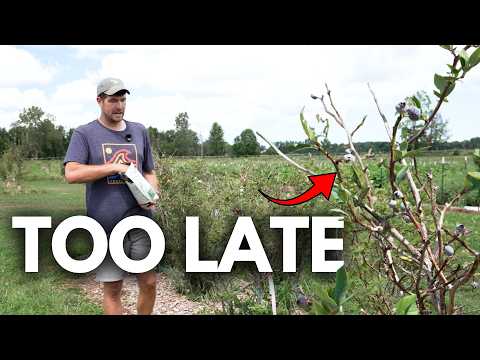 Do This AFTER Your Blueberries Fruit Before Its Late
