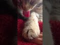 "Un contrato de confianza: El vínculo más puro con mi mascota ❤️"