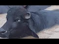 Watch piur nili cattle fro sale 5_1_2020 in Punjab Pakistan on YouTube