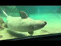2025/09/24 ベルーガ達の夕べ【グレイ&ミライ編】@名古屋港水族館