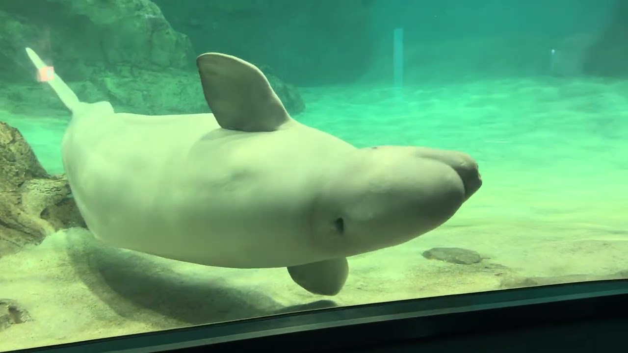 2025/09/24 ベルーガ達の夕べ【グレイ&ミライ編】@名古屋港水族館